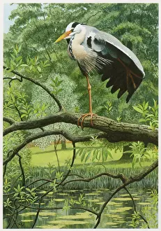 Grey Heron