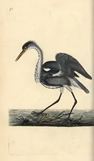 1794 1819: Grey heron, Ardea cinerea
