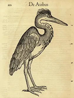 Xylograph: Grey heron, Ardea cinerea