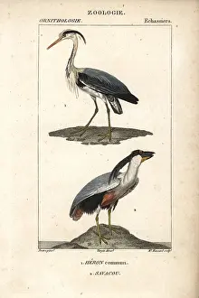 Jean Francois: Grey heron, Ardea cinerea, and boat-billed