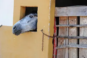 Equine: Grey horse in stable, Menorca, Spain