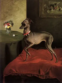 Grey Italian Greyhound