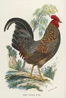 Gallus: GREY JUNGLE FOWL