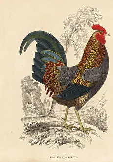 Junglefowl: Grey junglefowl, Gallus sonnerati