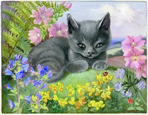 Trefoil: Grey kitten on grass looking at a ladybird