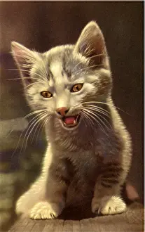 Meowing: Grey Kitten Meowing