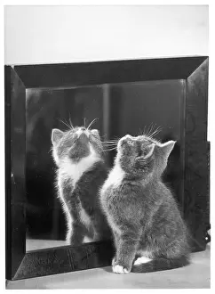 Cats: GREY KITTEN AND MIRROR
