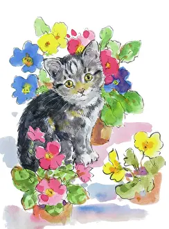 Matthes: Grey Kitten sitting amongst geraniums in pots