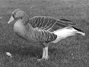 Slimbridge: GREY LAG GOOSE