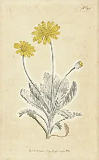 William Curtis: Grey-leaved euryops, Euryops pectinatus subsp. pectinatus