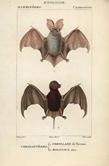 Plecotus: Grey long-eared bat, Plecotus austriacus, and