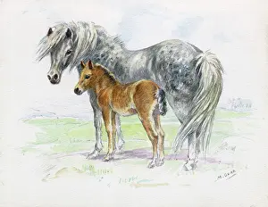 Ponys: Grey mare and chestnut foal