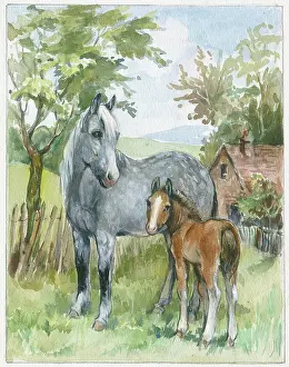 Orton: Grey mare and chestnut foal in a field