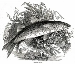 Mullet: Grey Mullet