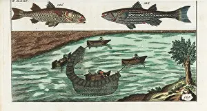 Cephalus: Grey mullet and fishermen on a river using nets