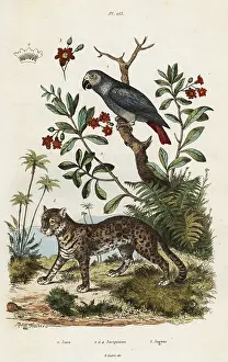 Adolph Fries: Grey parrot and jaguar