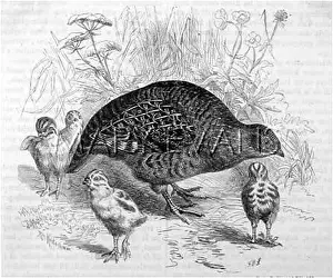 Perdix: GREY PARTRIDGE