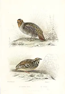 Steel Engraving: Grey partridge and common quail