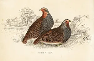 Perdix: Grey partridge, Perdix perdix