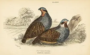 George Bell: Grey partridge, Perdix perdix