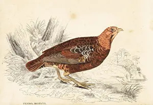 Perdix: Grey partridge, Perdix perdix, mountain variety