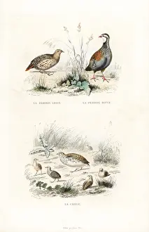 Pourrat: Grey partridge, red-legged partridge and quail