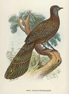 Polyplectron: GREY PEACOCK-PHEASANT
