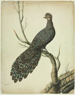 Fowl: Grey Peacock-Pheasant