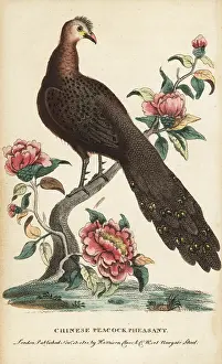 Polyplectron: Grey peacock-pheasant, Polyplectron bicalcaratum