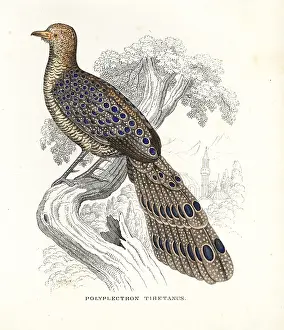 Polyplectron: Grey peacock-pheasant, Polyplectron bicalcaratum