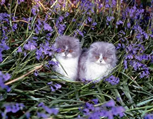 Bluebell: Grey Persian Kittens with Bluebells