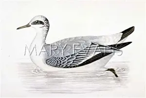 Phalarope: GREY PHALAROPE