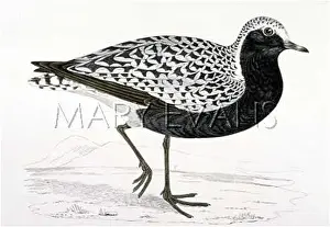 Helvetica: GREY PLOVER