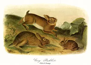 Sylvaticus: Grey Rabbits