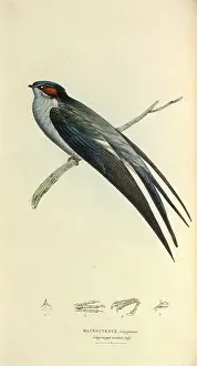 Swainson: Grey-rumped Tree Swift