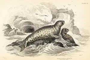 Griseus: Grey seal, Halichoerus grypus