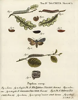 Shears: Grey shoulder knot, flounced chestnut and conformist
