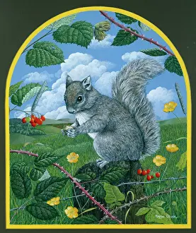 Buttercups: Grey Squirrel