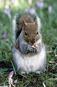 Coles: Grey Squirrel Eating Nuts