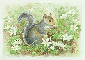 Whitaker: Grey squirrel and wood anemones