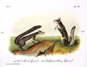 Tufted: Grey Squirrels