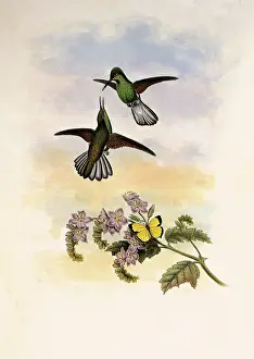 Swifts: Grey Stripetail, Eupherusa Poliocerca