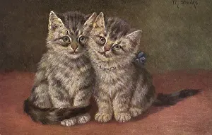 Lightly: Grey Tabby Kittens