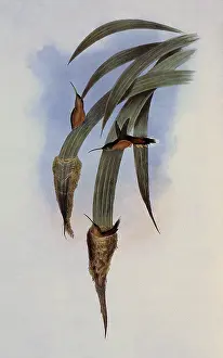 Hermit: Grey-Throated Hermit, PhaEothornis Griseogularis