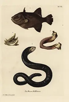 Bream: Grey triggerfish and Moray eel, lower jaws
