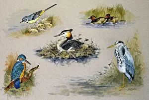 Bowles: Grey Wagtail, Kingfisher, Grey Heron etc