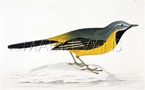 Motacilla: GREY WAGTAIL (MORRIS)