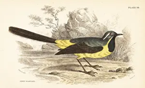 George Bell: Grey wagtail, Motacilla cinerea