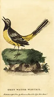 The Naturalists Pocket Magazine: Grey wagtail, Motacilla cinerea