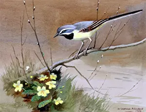 Wagtail: Grey Wagtail and Primroses